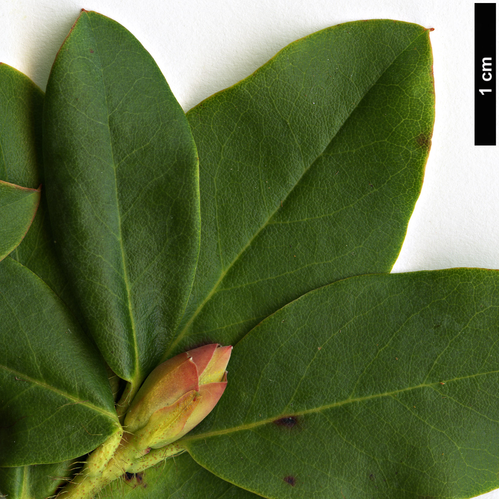 High resolution image: Family: Ericaceae - Genus: Rhododendron - Taxon: viridescens 